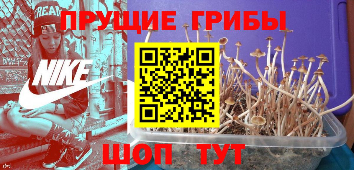 Галлюциногенные грибы Psilocybe Красногорск